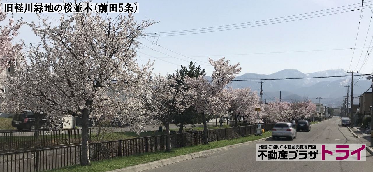 旧軽川緑地の桜並木